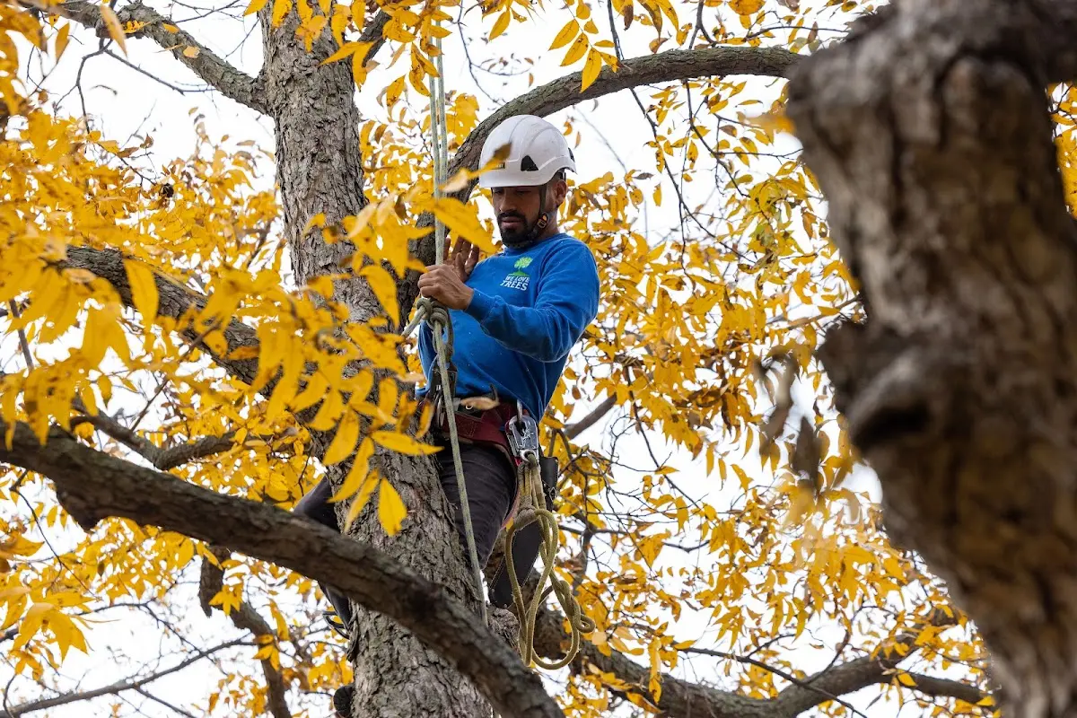 Skilled Tree Pruning crew working in Bethel